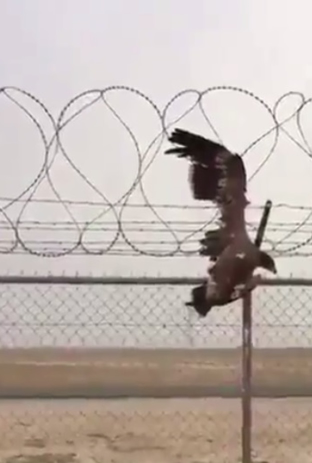 الطائر يبدو مستسلما.