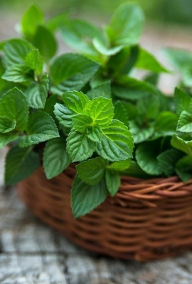النعناع يساعد في وقف الأورام السرطانية