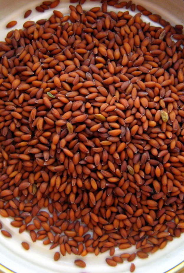 حب الرشاد مهم لتقوية مناعة الجسم