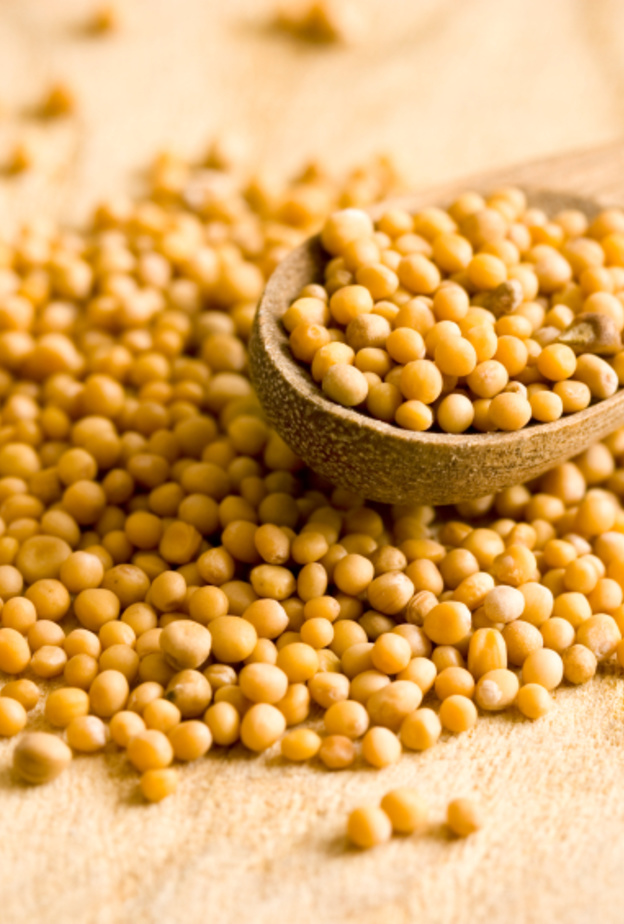  حبوب الخردل تحمي من السرطان