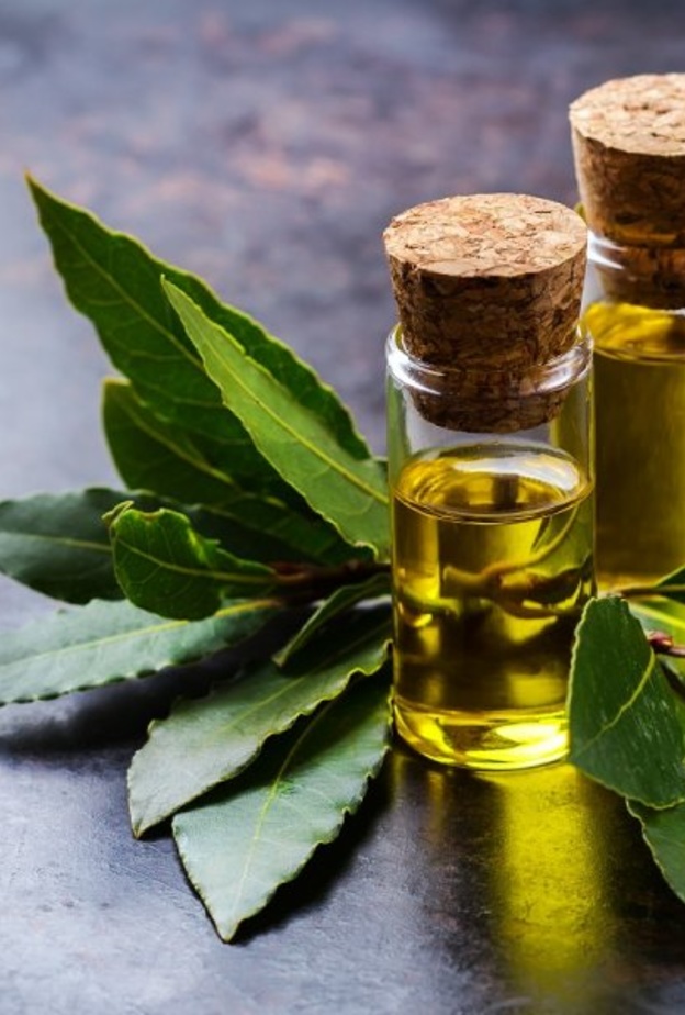 زيت ورق الغار يخلص الجسم من الدهون