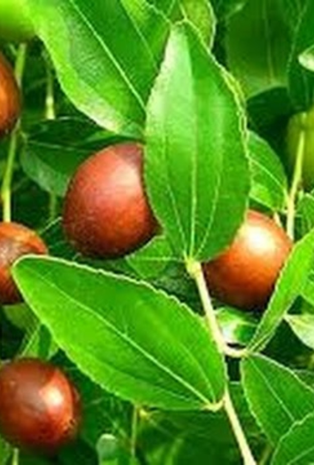 عشبة السدر تعالج أمراض العيون