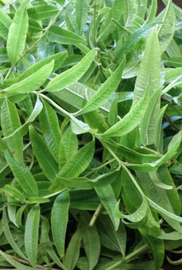 عشبة اللويزة تعالج مشاكل الجهاز الهضمي