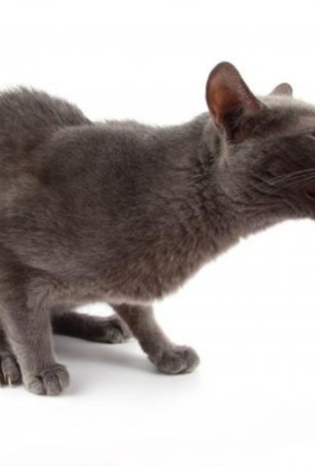 عضات الحيوانات تتطلب علاجا فوريا