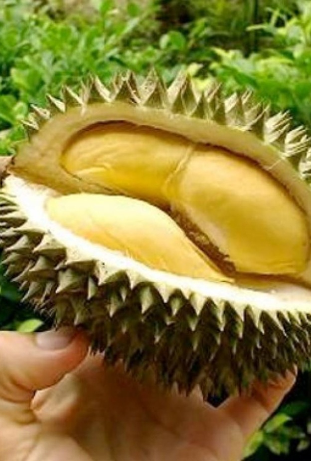 فاكهة الدوريان ترفع مناعة الجسم ضد الأمراض