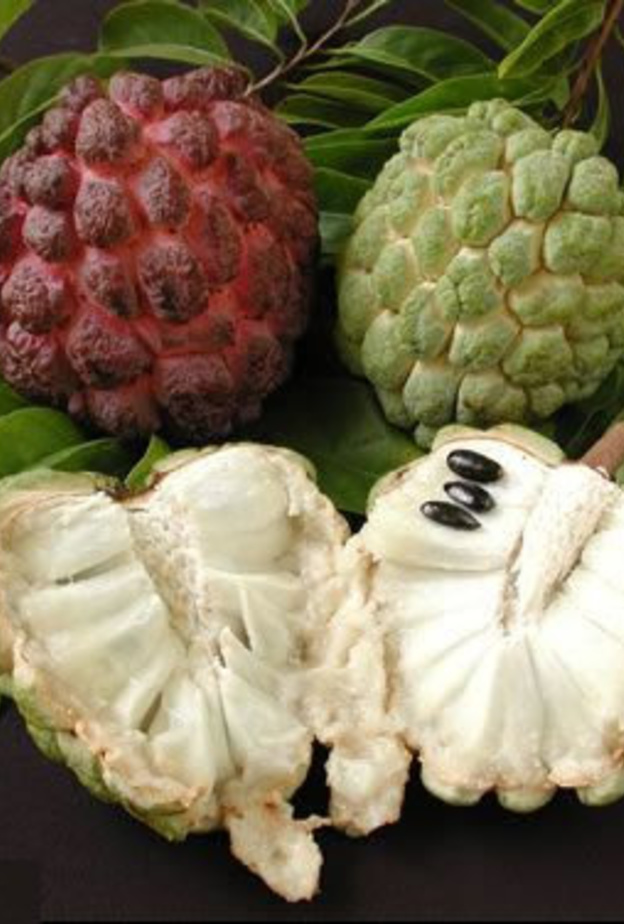 فاكهة القشطة ترفع مناعة الجسم