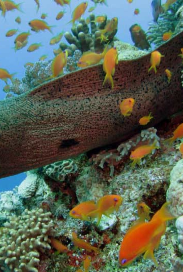 عالم البحار في بالاو