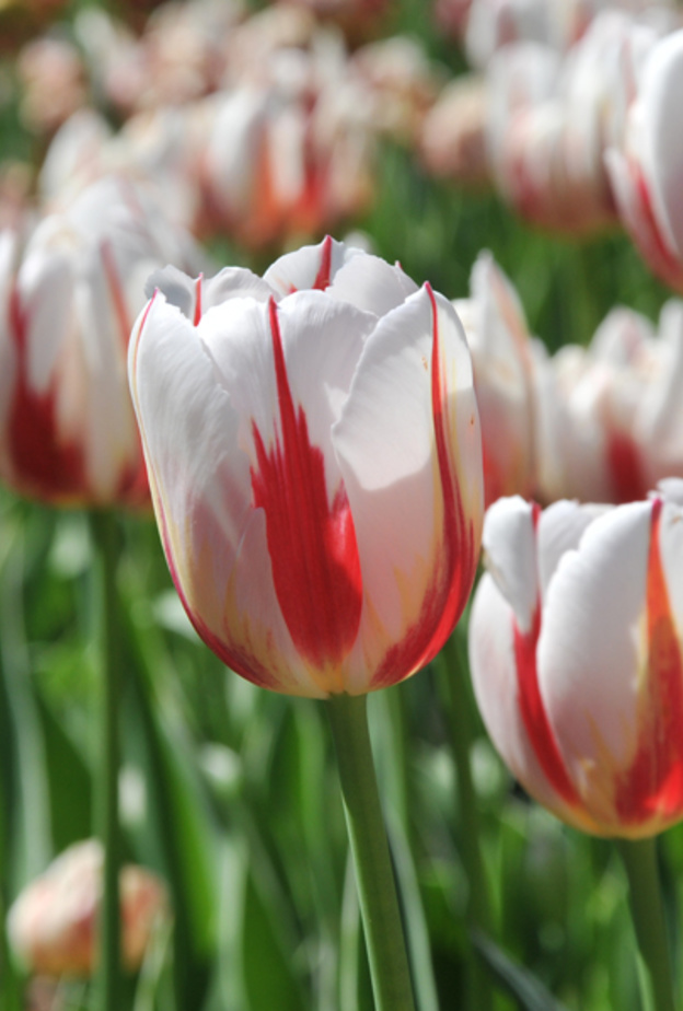 اطلقت كندا بمناسبة العيد زهرة التوليب المخصصة للاحتفال بالعيد وتم توزيعها على الكنديين