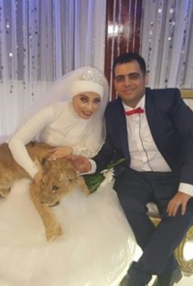 العروسان مع الاسد