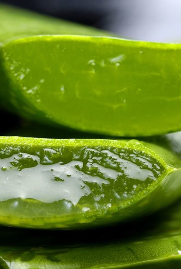 الصبار من أشهر النباتات التي تعالج الصلع في السعودية