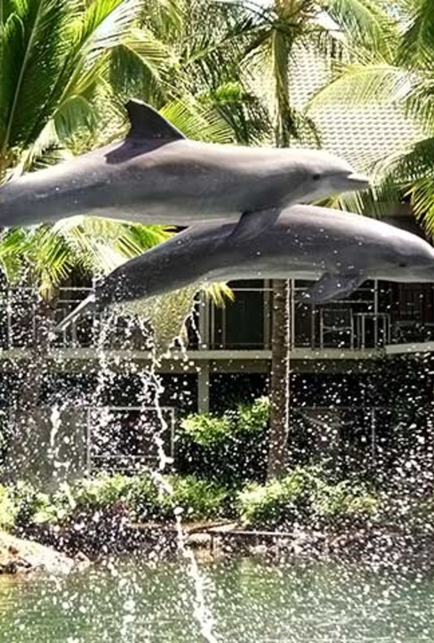 فندق و منتجع Kahala - هاواي أنشطة ترفيهية عديدة لشهر العسل