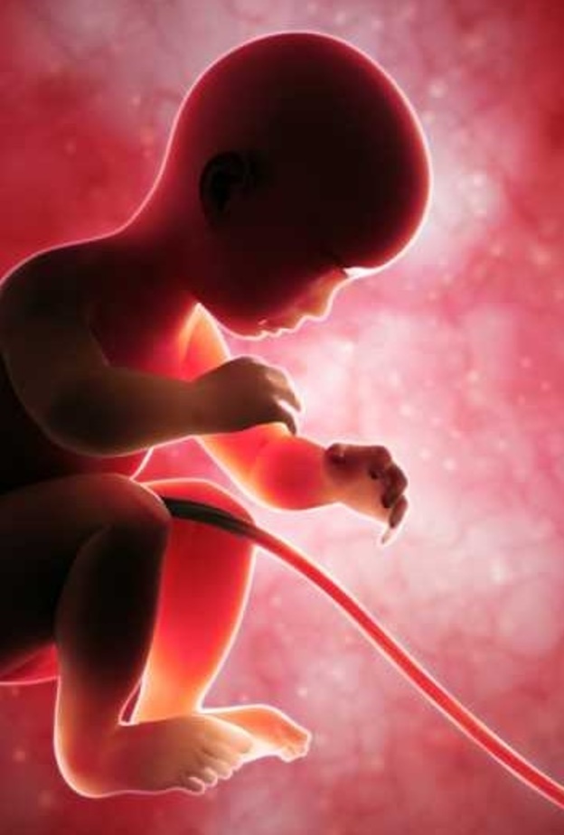 ماذا يحدث للجنين عند تسليط الضوء على بطن الام الحامل ؟