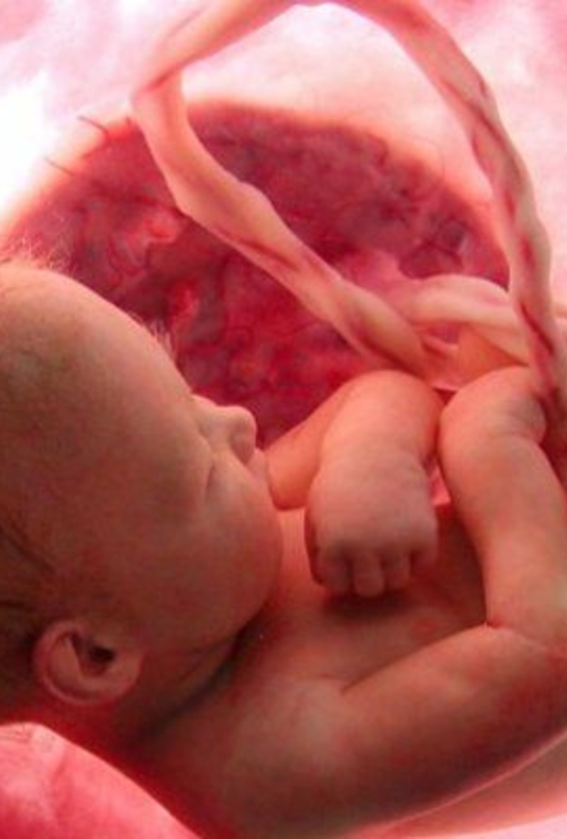 هل ينام الجنين في بطن امه ؟