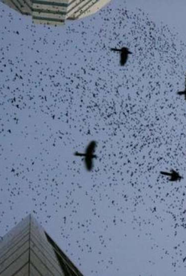  آلاف الطيور السوداء تغزو مدينة هيوستن الأمريكية