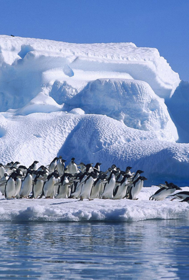 أسراب البطريق في انتاركتيكا