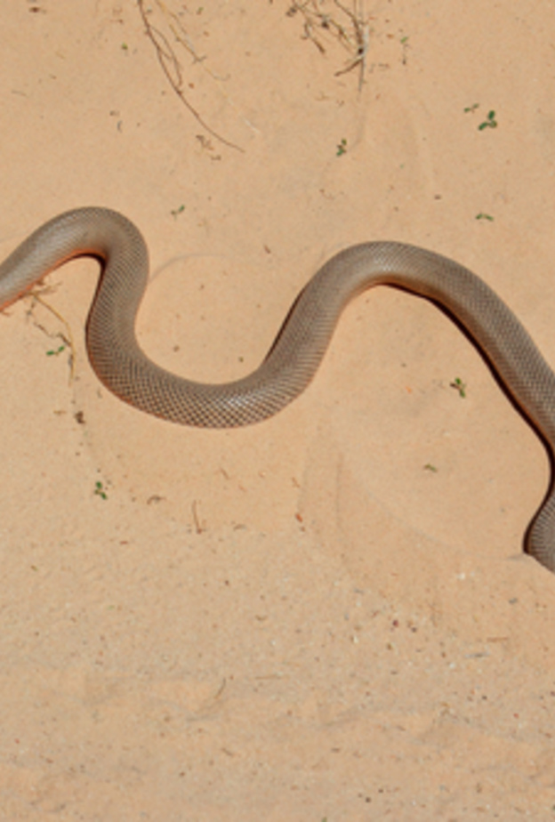أفعى صحراوية