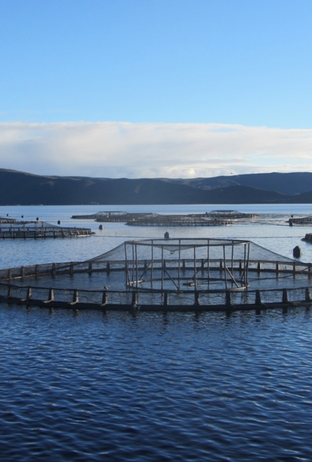 إستزراع السمك مشروع عالمي 