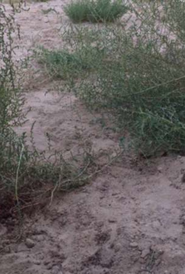 اثار الدماء تظهر مكان دفن الطفلة