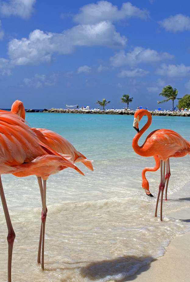 تعتمد اروبا  بالكاريبي حاليا على استخدام الطاقة المتجددة ومصدرها مزارع الرياح والخلايا الشمسية