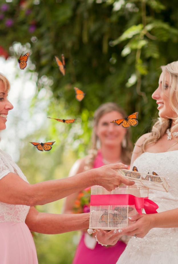 عالم من الفراشات