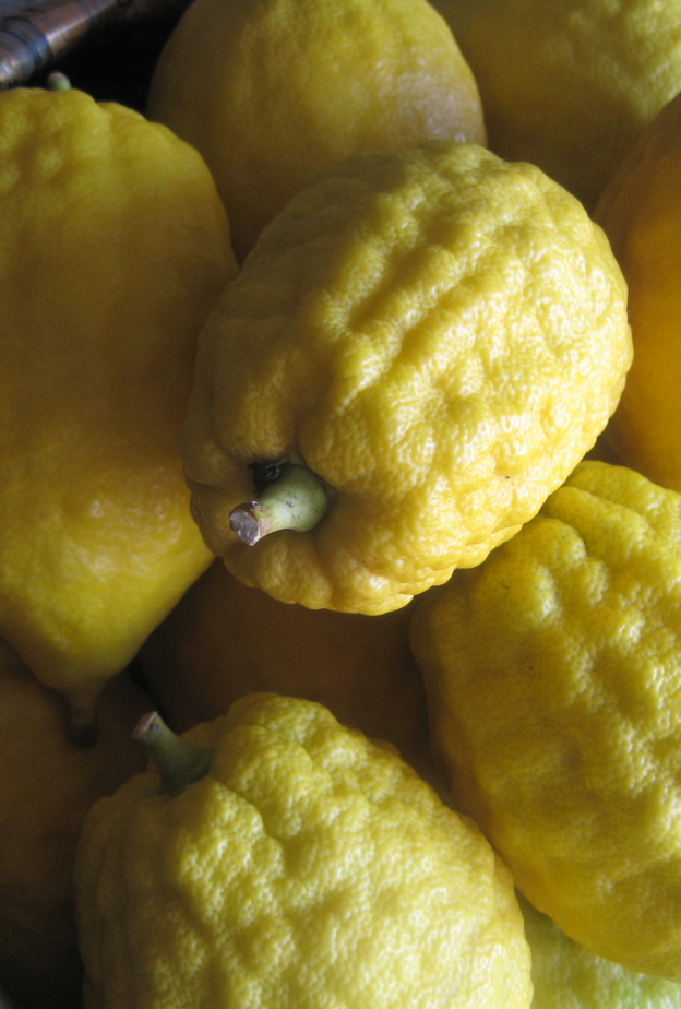 الأترجة ريحها طيب و طعمها طيب 