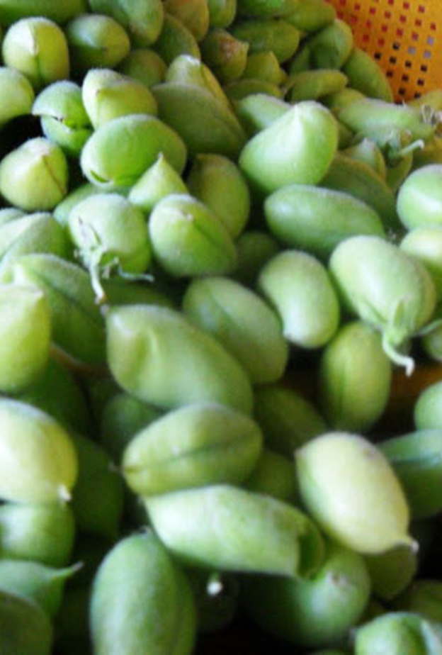 الحاملة غنية بفيتامينات بي الضرورية للجسم