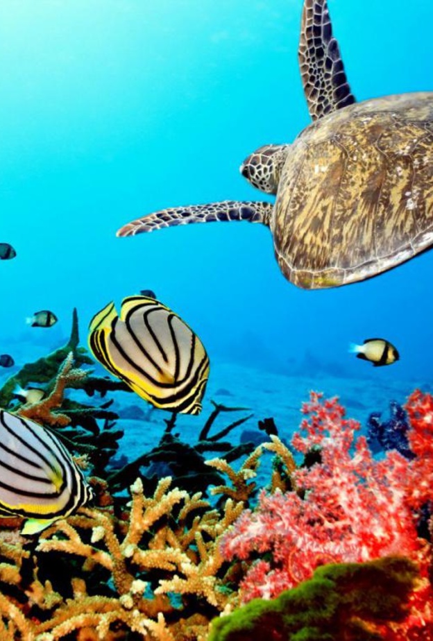 رحلات غابات التوابل