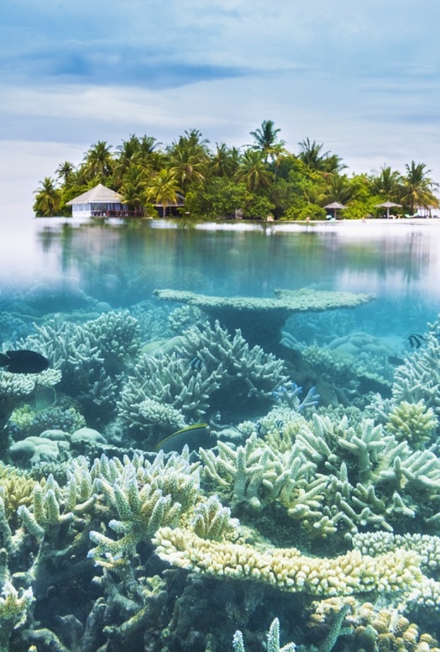 الشعاب المرجانية في المالديف Maldives Corals
