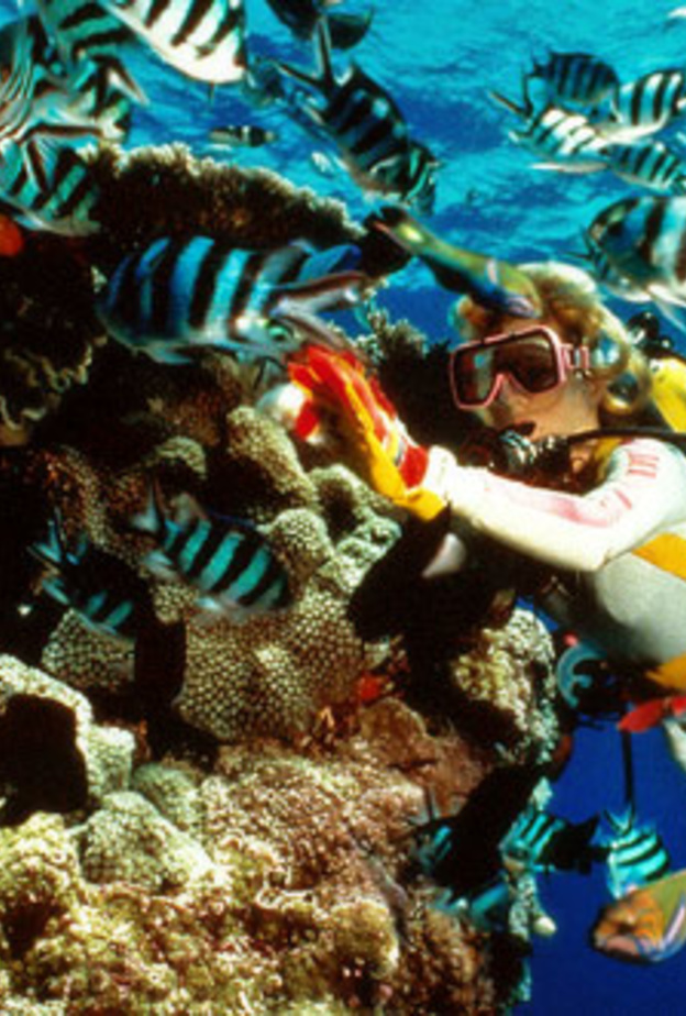  الغطس في شرم الشيخ