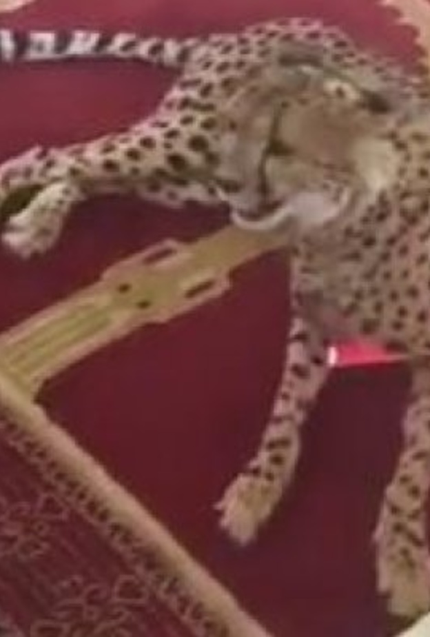 الفهد الذي فاجأ المصلين