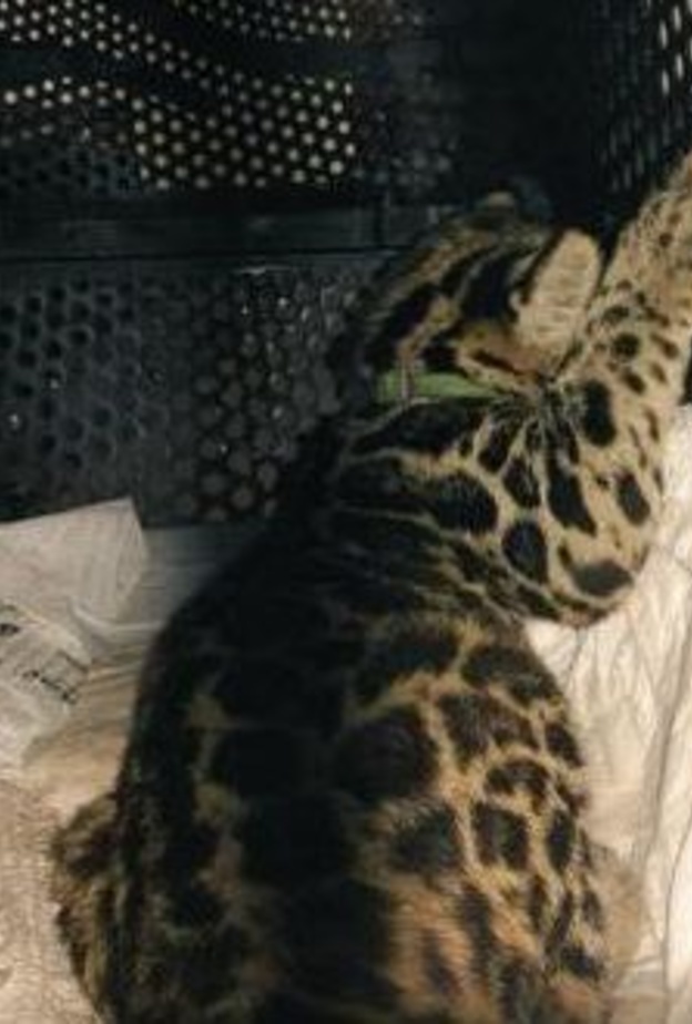 النمر المهرب باذن استيراد القطط