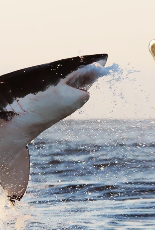 تمساح جائع هاجم سمكة القرش على الشاطئ