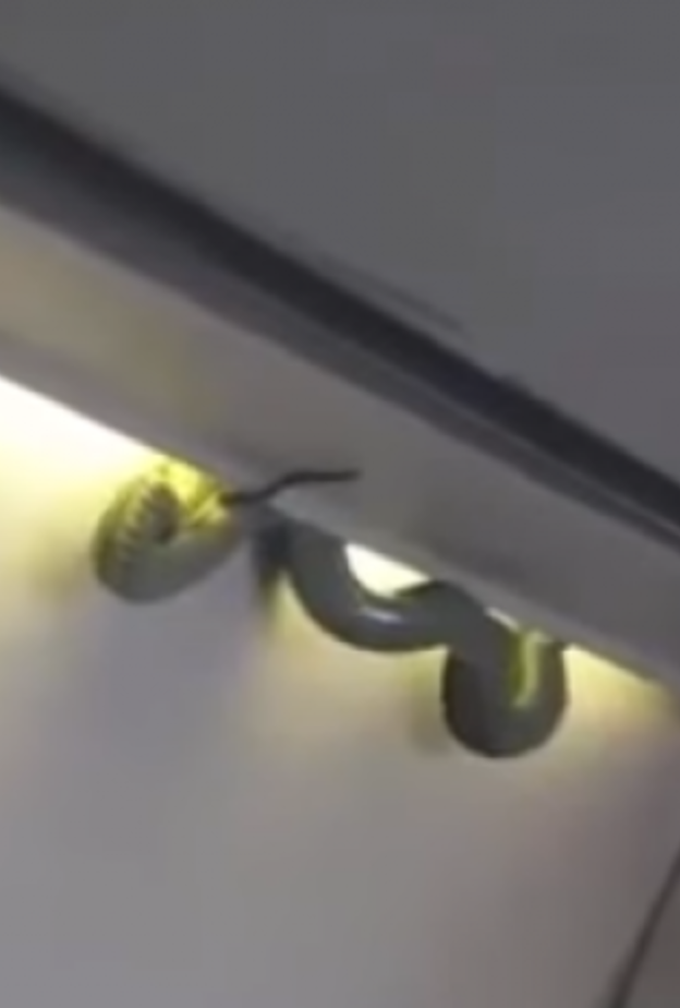 ثعبان أخضر يثير فزع الركاب على متن طائرة