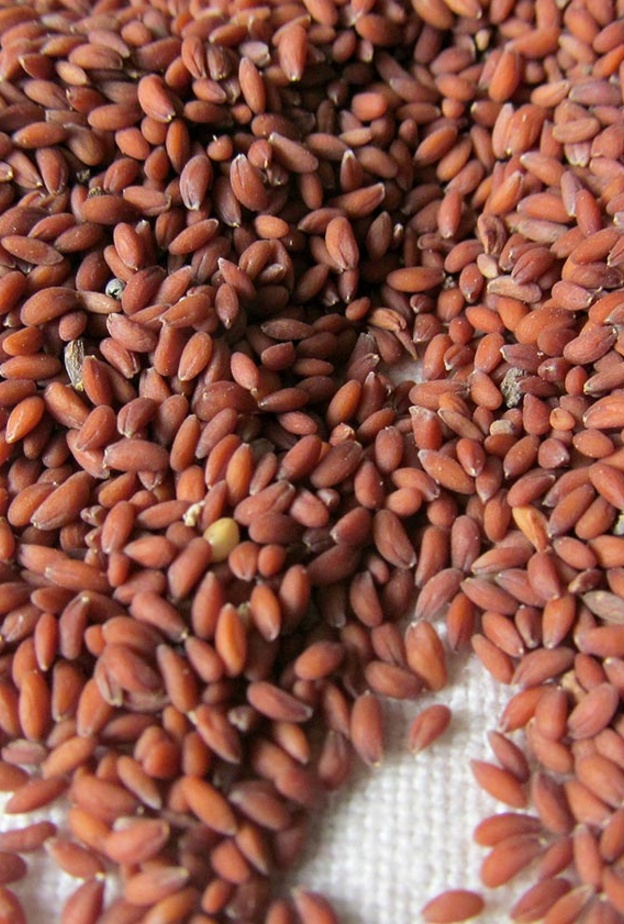 حب الرشاد مثالي للمرأة والرجل