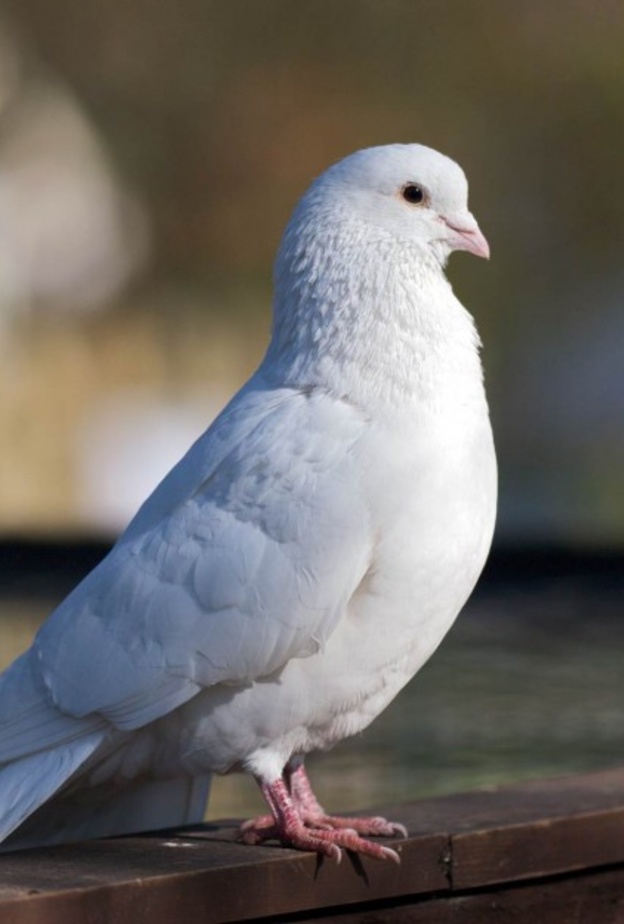 بالفيديو: إصطدام 3 سيارات بسبب.. حمامة