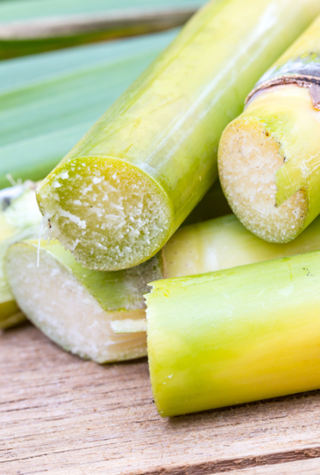 قصب السكر يساهم في علاج أمراض السرطان