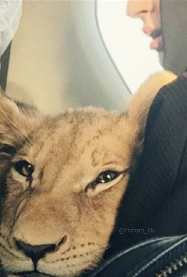 روزانا  تحتضن احدى حيواناتها 