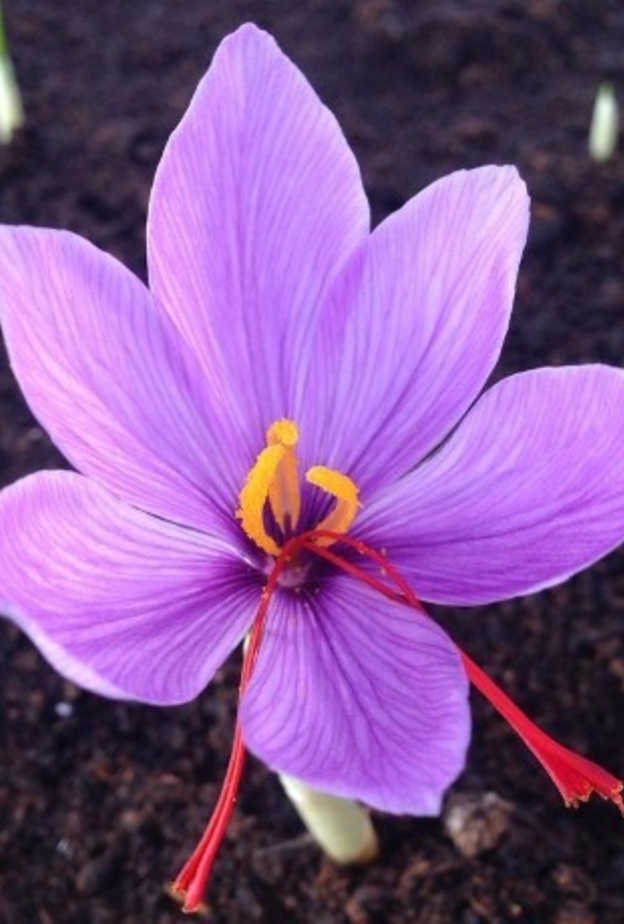 زهرة الزعفران