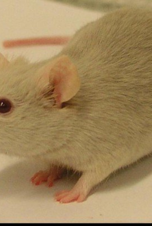 سيدة تقاضي متجرا مشهورا للألبسة و السبب فأر وجدته في معطفها 