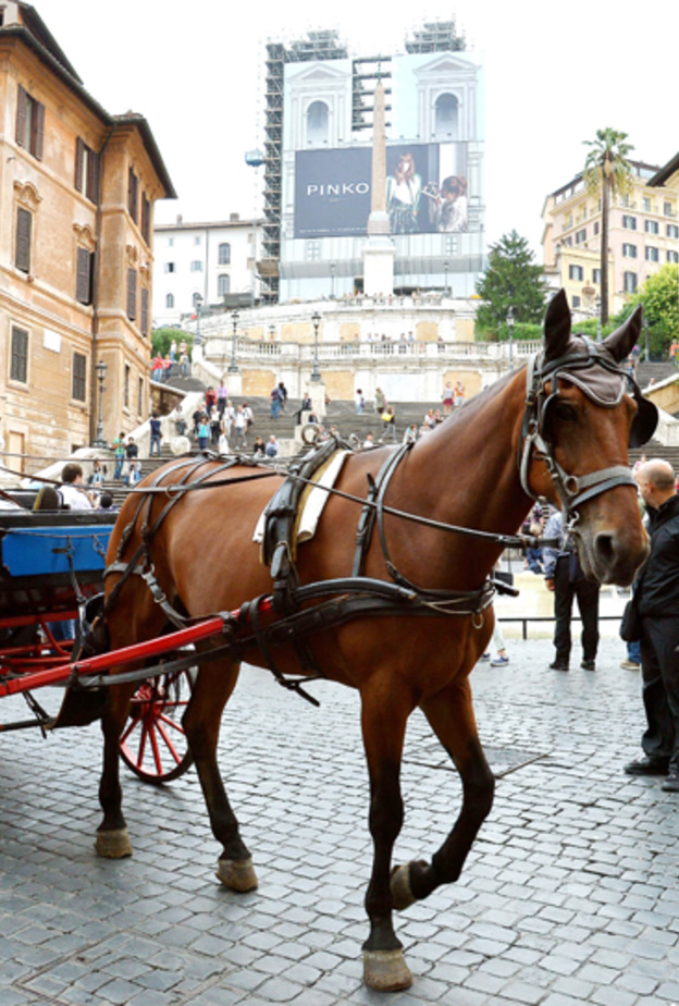 استمتعوا بجولات الحنطور في هذه المدن