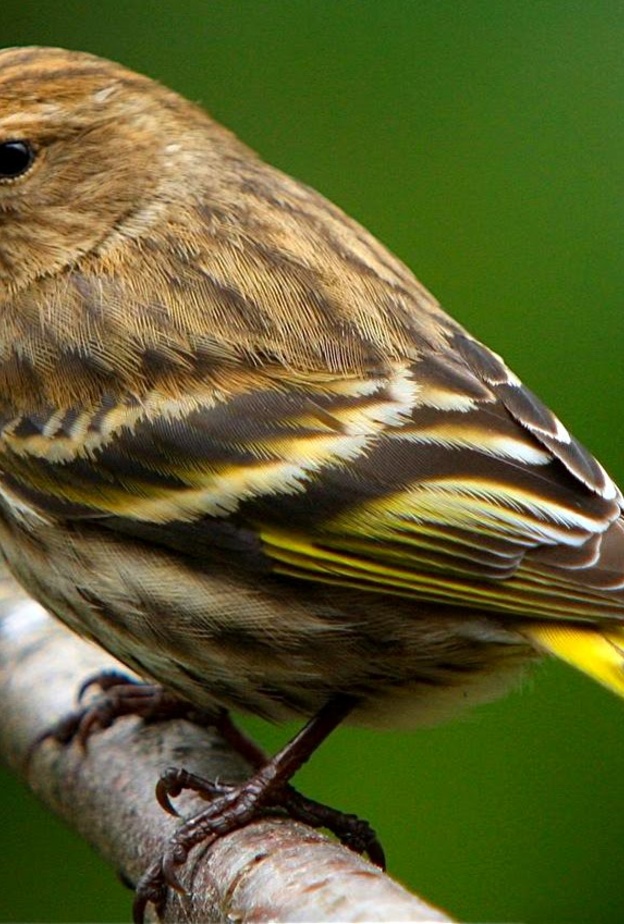 عصفور يتسول بطريقة طريفة للغاية