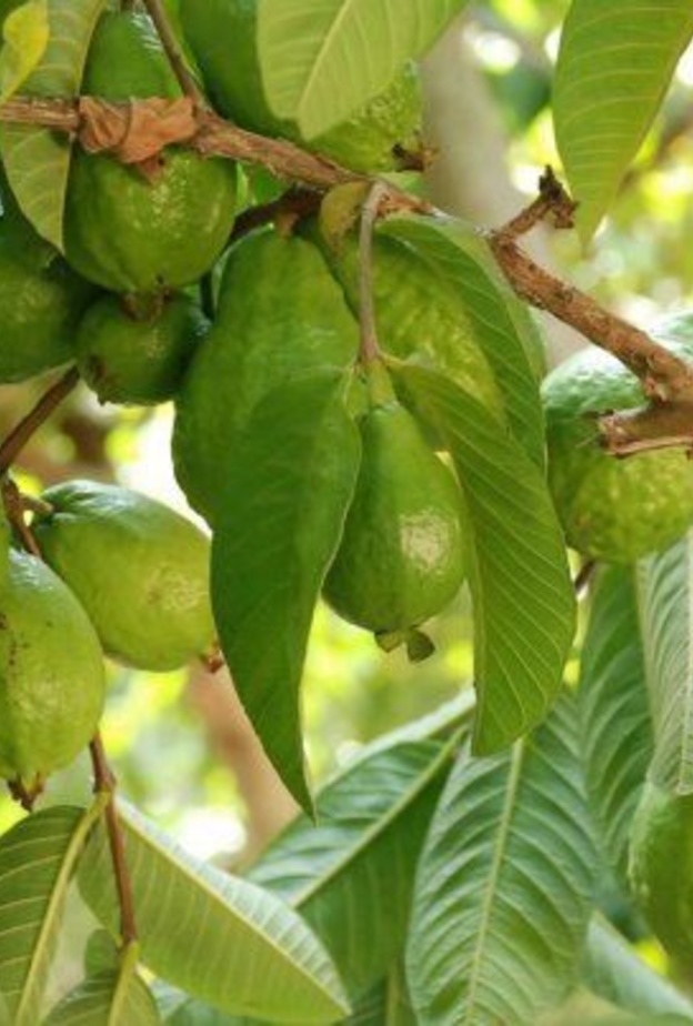 فوائد أوراق الجوافة للأطفال