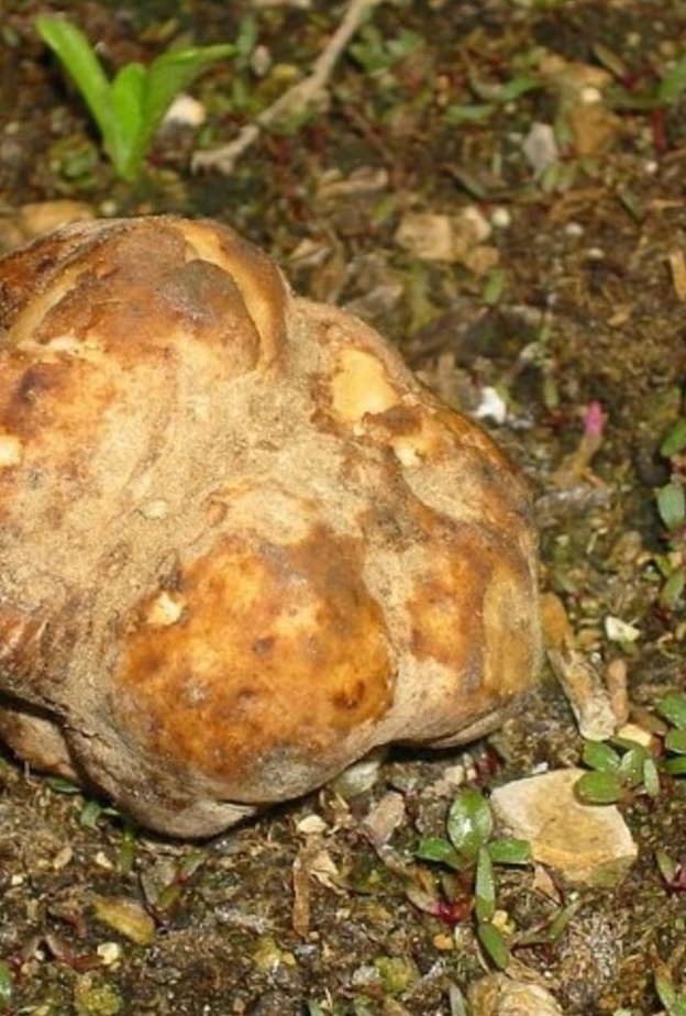 فوائد الفقع أو بنت الرعد سبب عشق السعوديين لها