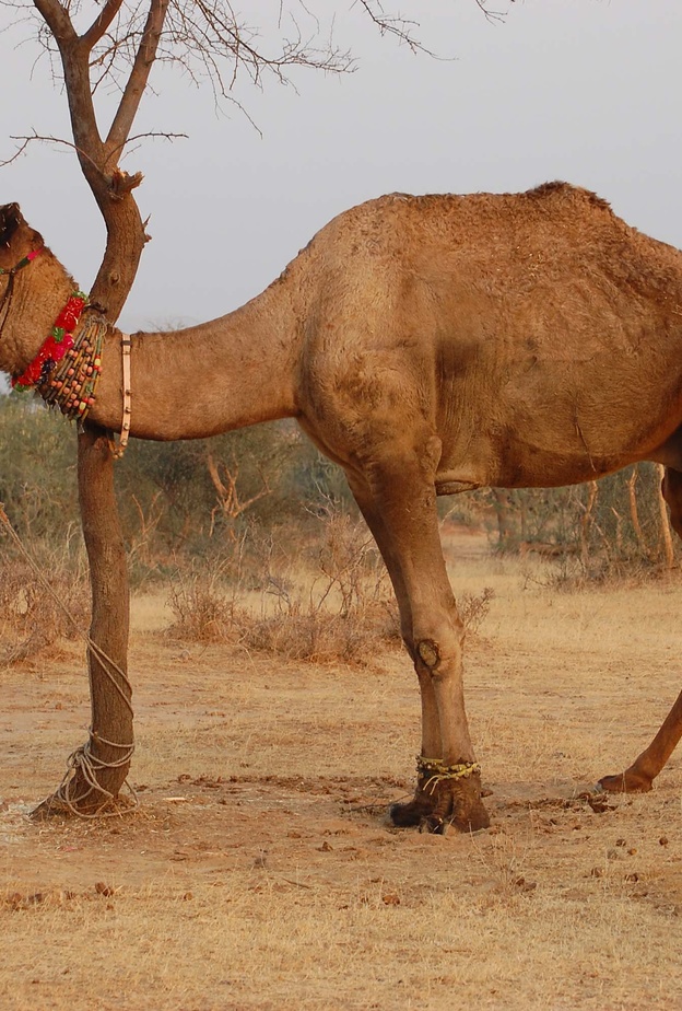 قصص وفاء النياق والجمال لأصحابها الأكثر تأثيرا على البعض 