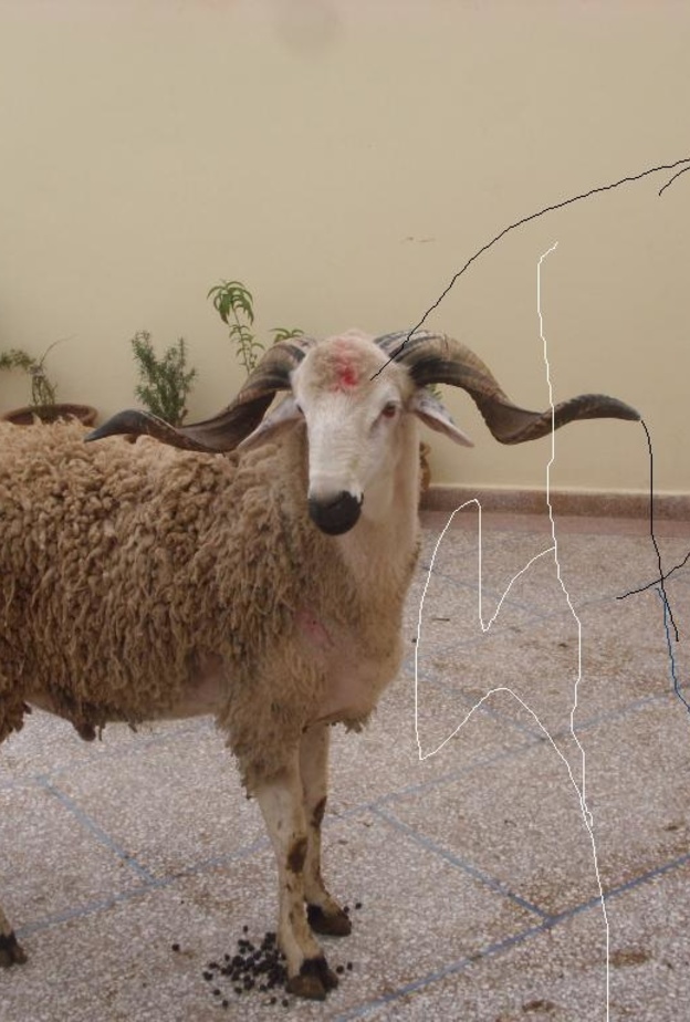 كبش يقتل مسناً بالنطحة القاضية