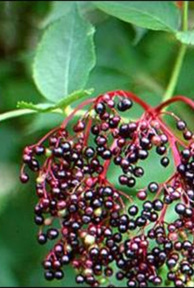 شجرة المحلب التي هي نوع من انواع شجر الكرز