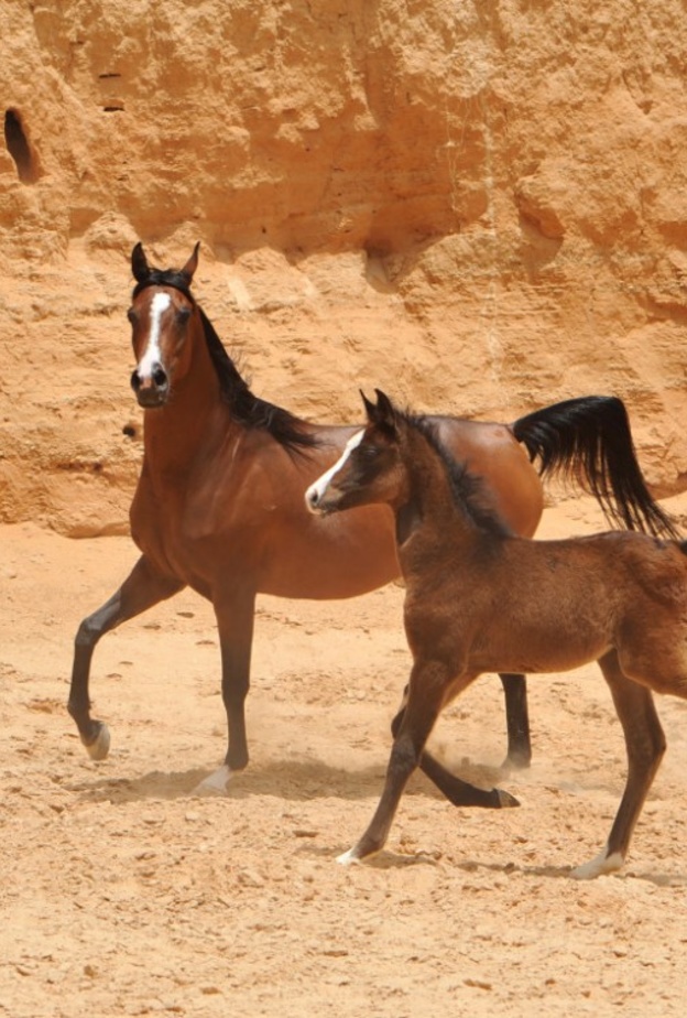 من خيول المركز التي يعرضها