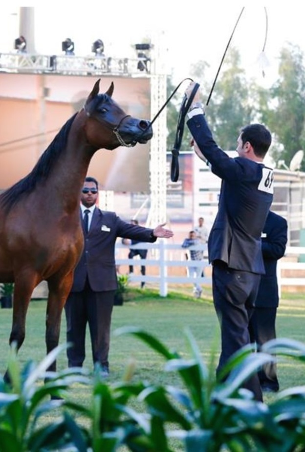 من مهرجان الخيول في مزرعة الخالدية