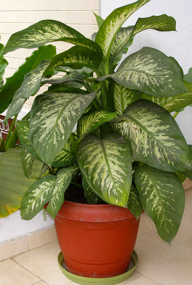 نبتة الديفنباخيا