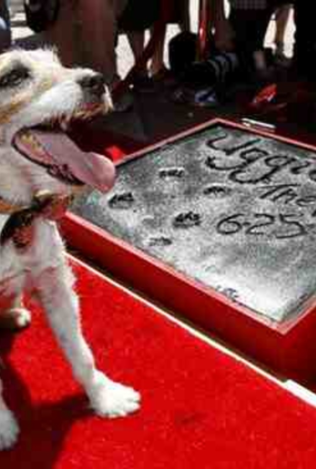 نجمة هوليود للكلب أوجي